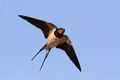 La nature qui nous entoure à Méru (60)